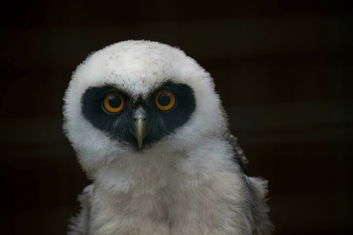 74 Amazing And Beautiful Photos That Might Make You Appreciate Animals Even More (New Pics)