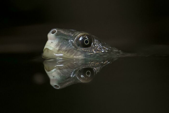 74 Amazing And Beautiful Photos That Might Make You Appreciate Animals Even More (New Pics)