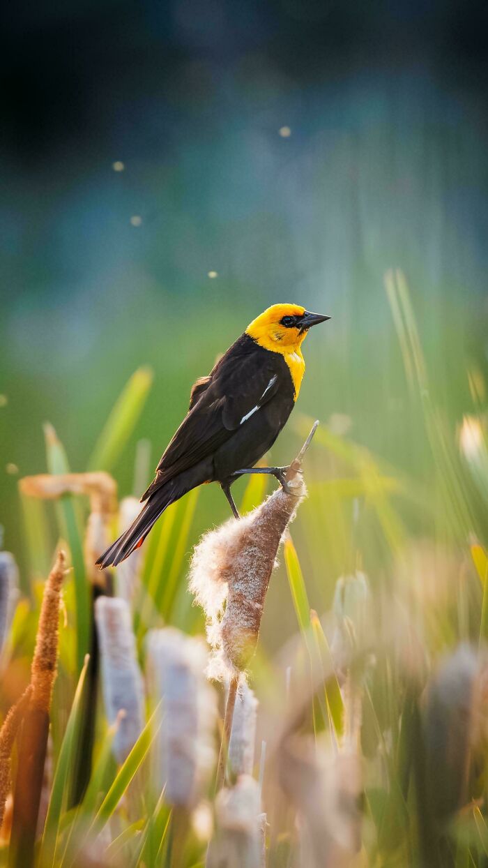 74 Amazing And Beautiful Photos That Might Make You Appreciate Animals Even More (New Pics)