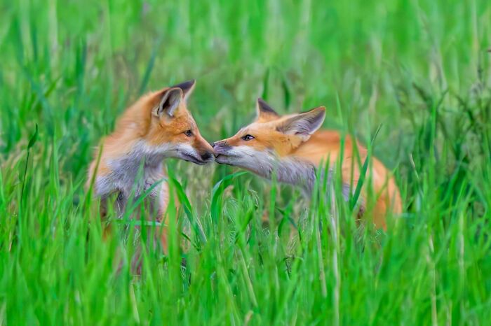 74 Amazing And Beautiful Photos That Might Make You Appreciate Animals Even More (New Pics)