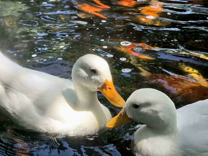 74 Amazing And Beautiful Photos That Might Make You Appreciate Animals Even More (New Pics)