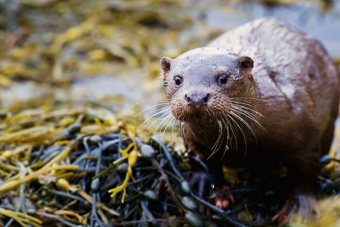 74 Amazing And Beautiful Photos That Might Make You Appreciate Animals Even More (New Pics)