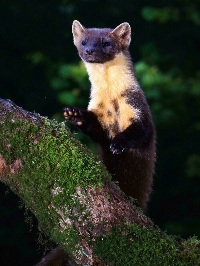 74 Amazing And Beautiful Photos That Might Make You Appreciate Animals Even More (New Pics)