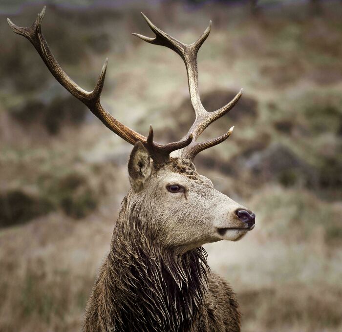 74 Amazing And Beautiful Photos That Might Make You Appreciate Animals Even More (New Pics)