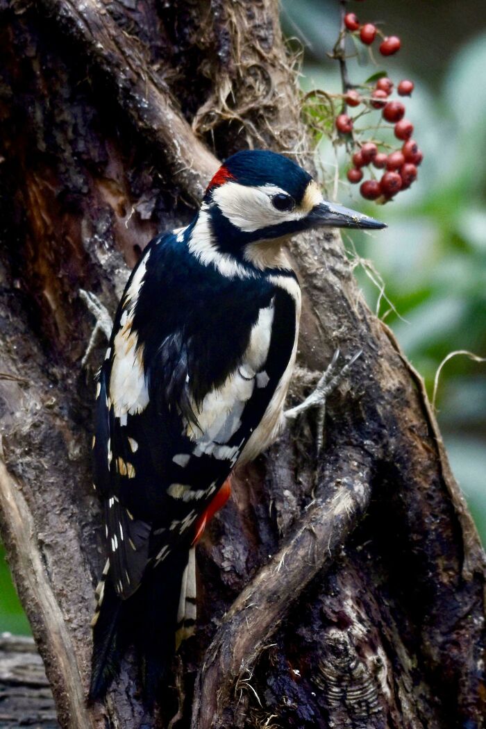 74 Amazing And Beautiful Photos That Might Make You Appreciate Animals Even More (New Pics)