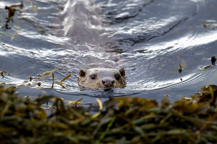 74 Amazing And Beautiful Photos That Might Make You Appreciate Animals Even More (New Pics)