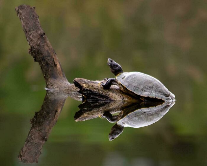 74 Amazing And Beautiful Photos That Might Make You Appreciate Animals Even More (New Pics)