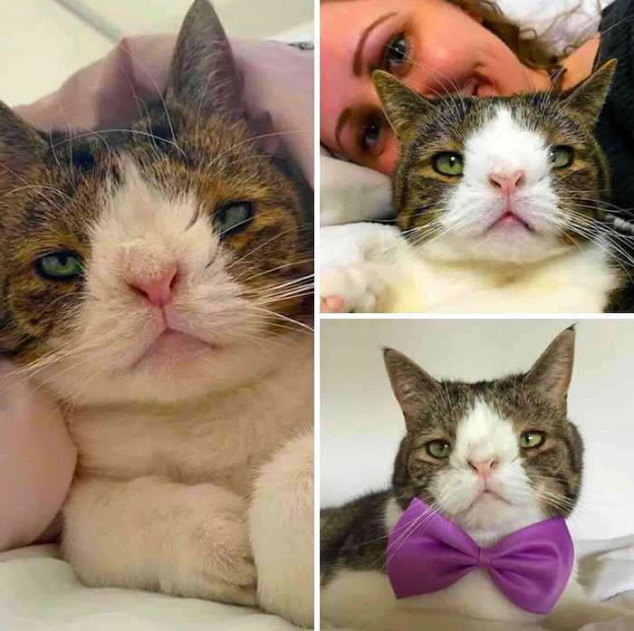 This Page Shared 32 Inspiring Stories Of Cats Who Found Love Despite Their Difficult Beginnings This Page Shared 32 Inspiring Stories Of Cats Who Found Love Despite Their Difficult Beginnings