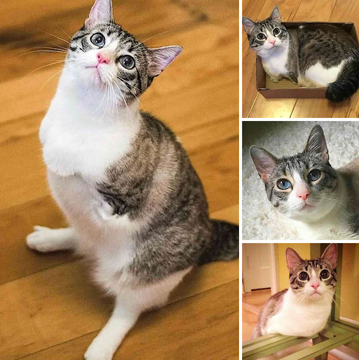 This Page Shared 32 Inspiring Stories Of Cats Who Found Love Despite Their Difficult Beginnings This Page Shared 32 Inspiring Stories Of Cats Who Found Love Despite Their Difficult Beginnings