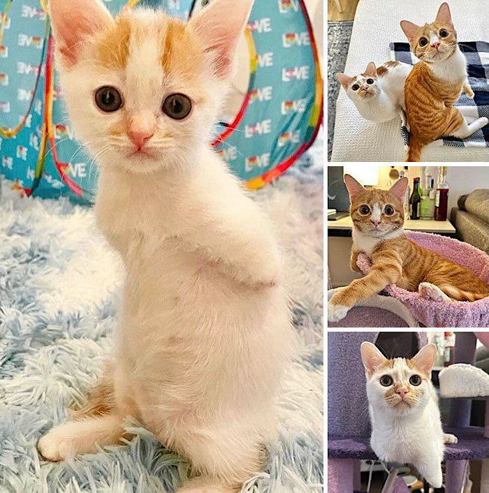 This Page Shared 32 Inspiring Stories Of Cats Who Found Love Despite Their Difficult Beginnings This Page Shared 32 Inspiring Stories Of Cats Who Found Love Despite Their Difficult Beginnings