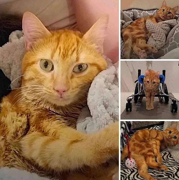 This Page Shared 32 Inspiring Stories Of Cats Who Found Love Despite Their Difficult Beginnings This Page Shared 32 Inspiring Stories Of Cats Who Found Love Despite Their Difficult Beginnings