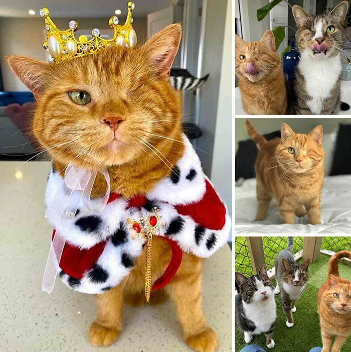 This Page Shared 32 Inspiring Stories Of Cats Who Found Love Despite Their Difficult Beginnings This Page Shared 32 Inspiring Stories Of Cats Who Found Love Despite Their Difficult Beginnings