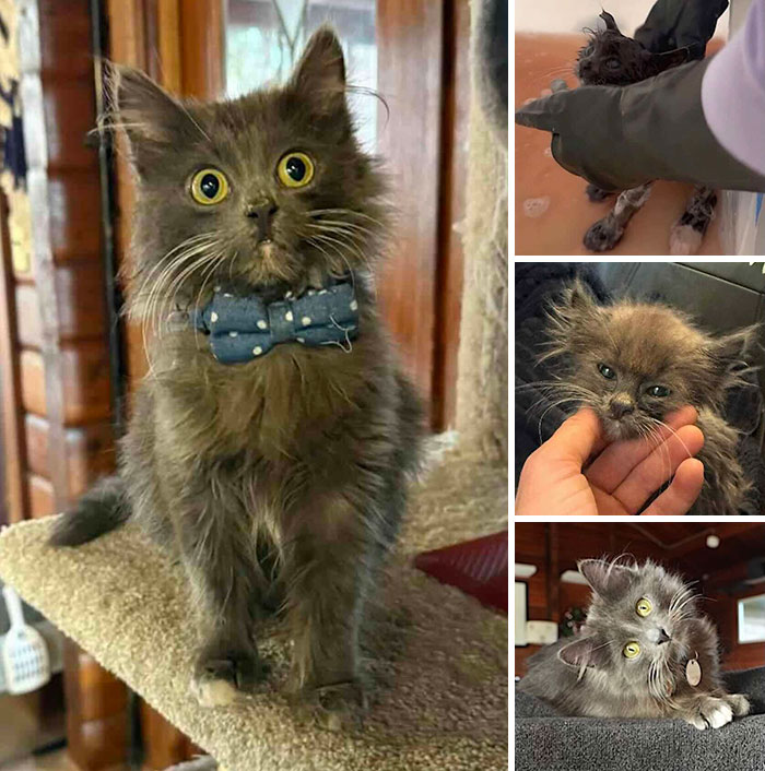 This Page Shared 32 Inspiring Stories Of Cats Who Found Love Despite Their Difficult Beginnings This Page Shared 32 Inspiring Stories Of Cats Who Found Love Despite Their Difficult Beginnings