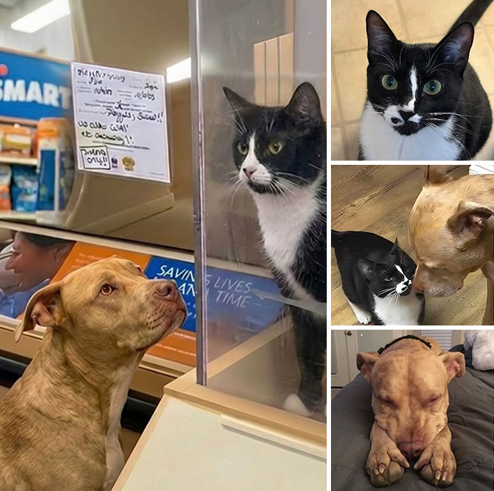 This Page Shared 32 Inspiring Stories Of Cats Who Found Love Despite Their Difficult Beginnings This Page Shared 32 Inspiring Stories Of Cats Who Found Love Despite Their Difficult Beginnings