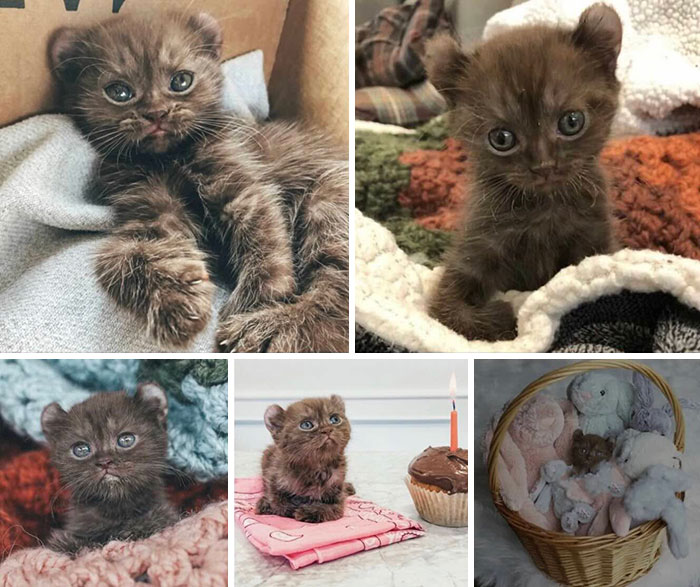 This Page Shared 32 Inspiring Stories Of Cats Who Found Love Despite Their Difficult Beginnings This Page Shared 32 Inspiring Stories Of Cats Who Found Love Despite Their Difficult Beginnings