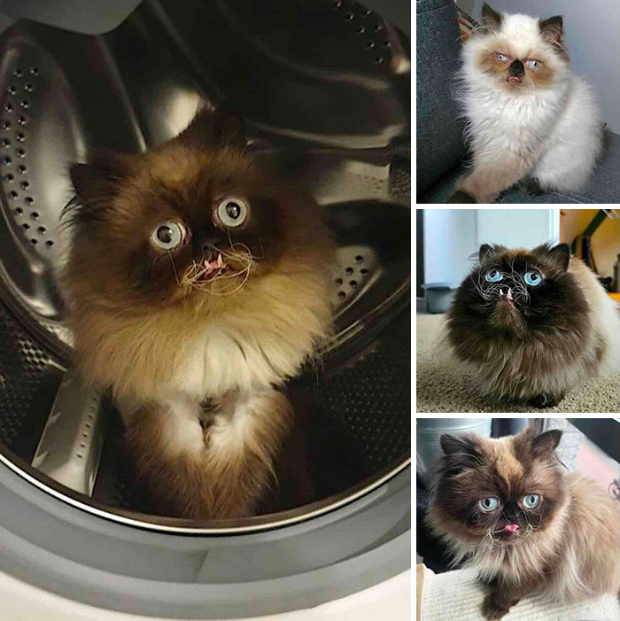 This Page Shared 32 Inspiring Stories Of Cats Who Found Love Despite Their Difficult Beginnings This Page Shared 32 Inspiring Stories Of Cats Who Found Love Despite Their Difficult Beginnings