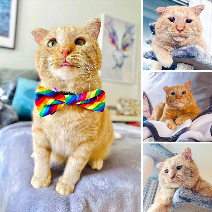 This Page Shared 32 Inspiring Stories Of Cats Who Found Love Despite Their Difficult Beginnings This Page Shared 32 Inspiring Stories Of Cats Who Found Love Despite Their Difficult Beginnings