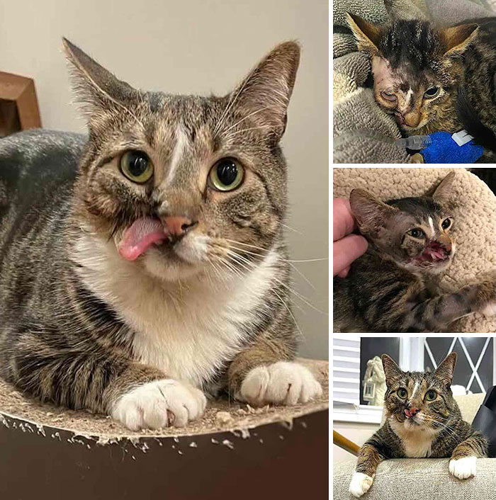 This Page Shared 32 Inspiring Stories Of Cats Who Found Love Despite Their Difficult Beginnings This Page Shared 32 Inspiring Stories Of Cats Who Found Love Despite Their Difficult Beginnings