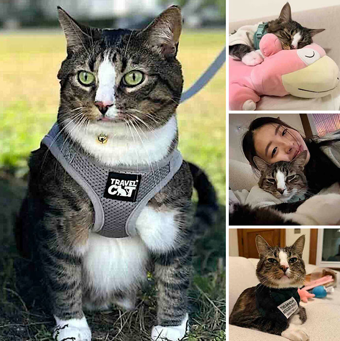 This Page Shared 32 Inspiring Stories Of Cats Who Found Love Despite Their Difficult Beginnings This Page Shared 32 Inspiring Stories Of Cats Who Found Love Despite Their Difficult Beginnings