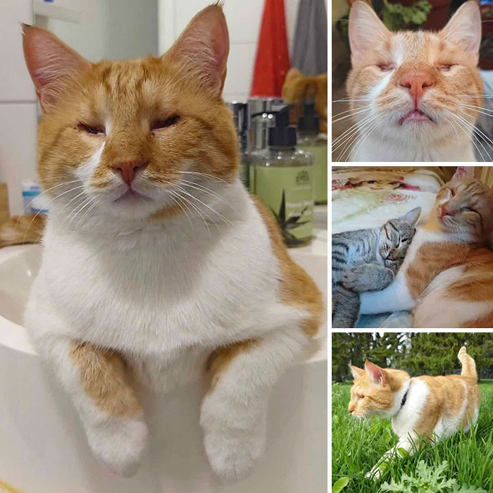 This Page Shared 32 Inspiring Stories Of Cats Who Found Love Despite Their Difficult Beginnings This Page Shared 32 Inspiring Stories Of Cats Who Found Love Despite Their Difficult Beginnings