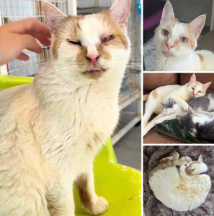 This Page Shared 32 Inspiring Stories Of Cats Who Found Love Despite Their Difficult Beginnings This Page Shared 32 Inspiring Stories Of Cats Who Found Love Despite Their Difficult Beginnings