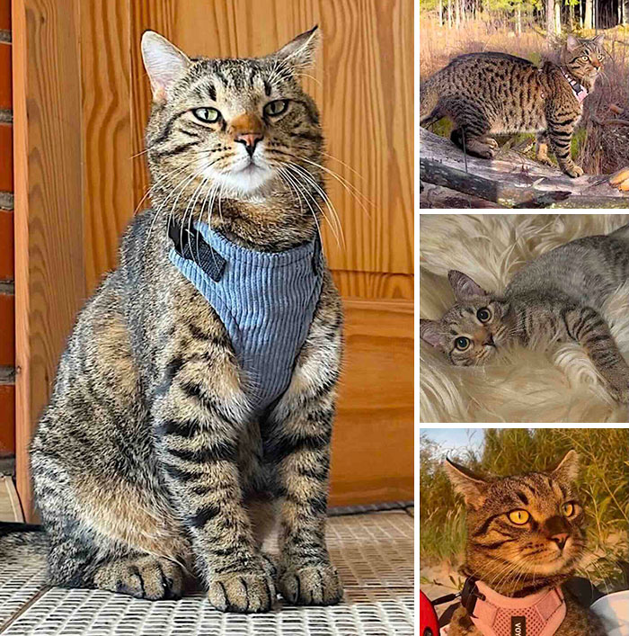 This Page Shared 32 Inspiring Stories Of Cats Who Found Love Despite Their Difficult Beginnings This Page Shared 32 Inspiring Stories Of Cats Who Found Love Despite Their Difficult Beginnings