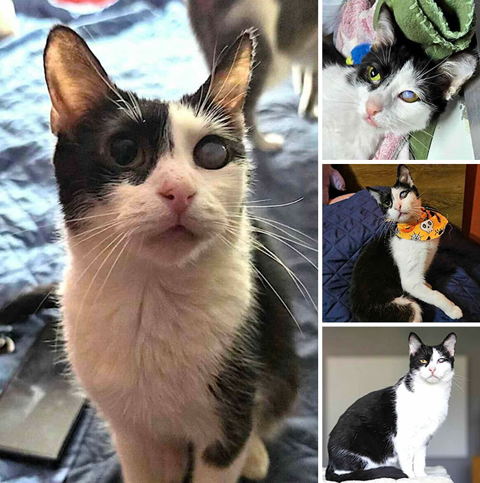 This Page Shared 32 Inspiring Stories Of Cats Who Found Love Despite Their Difficult Beginnings This Page Shared 32 Inspiring Stories Of Cats Who Found Love Despite Their Difficult Beginnings