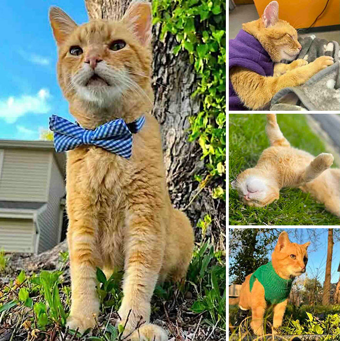 This Page Shared 32 Inspiring Stories Of Cats Who Found Love Despite Their Difficult Beginnings This Page Shared 32 Inspiring Stories Of Cats Who Found Love Despite Their Difficult Beginnings