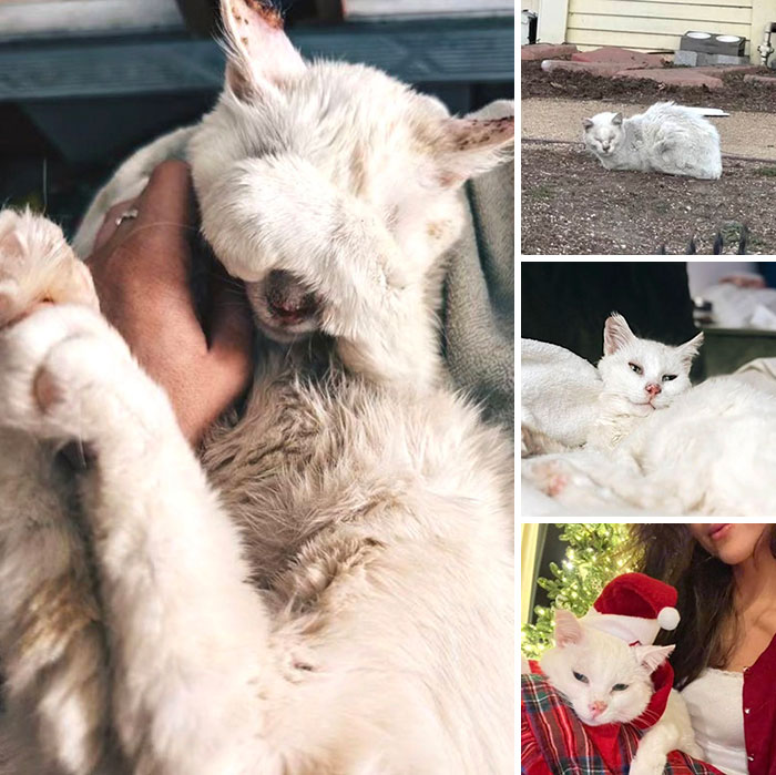 This Page Shared 32 Inspiring Stories Of Cats Who Found Love Despite Their Difficult Beginnings This Page Shared 32 Inspiring Stories Of Cats Who Found Love Despite Their Difficult Beginnings