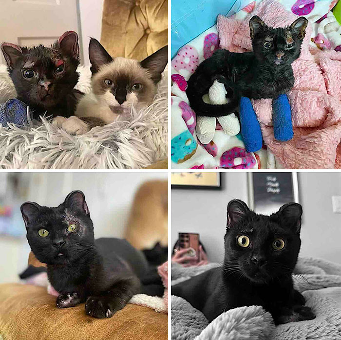 This Page Shared 32 Inspiring Stories Of Cats Who Found Love Despite Their Difficult Beginnings This Page Shared 32 Inspiring Stories Of Cats Who Found Love Despite Their Difficult Beginnings