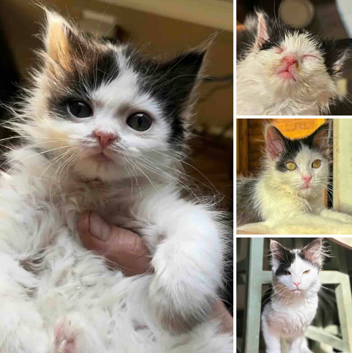 This Page Shared 32 Inspiring Stories Of Cats Who Found Love Despite Their Difficult Beginnings This Page Shared 32 Inspiring Stories Of Cats Who Found Love Despite Their Difficult Beginnings