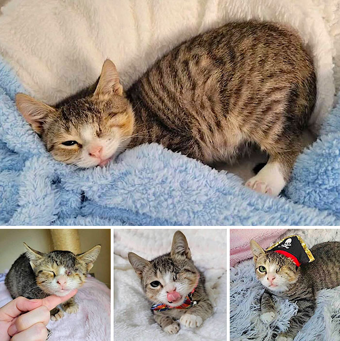 This Page Shared 32 Inspiring Stories Of Cats Who Found Love Despite Their Difficult Beginnings This Page Shared 32 Inspiring Stories Of Cats Who Found Love Despite Their Difficult Beginnings