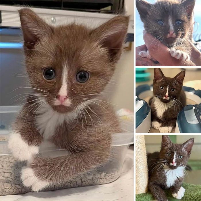 This Page Shared 32 Inspiring Stories Of Cats Who Found Love Despite Their Difficult Beginnings This Page Shared 32 Inspiring Stories Of Cats Who Found Love Despite Their Difficult Beginnings