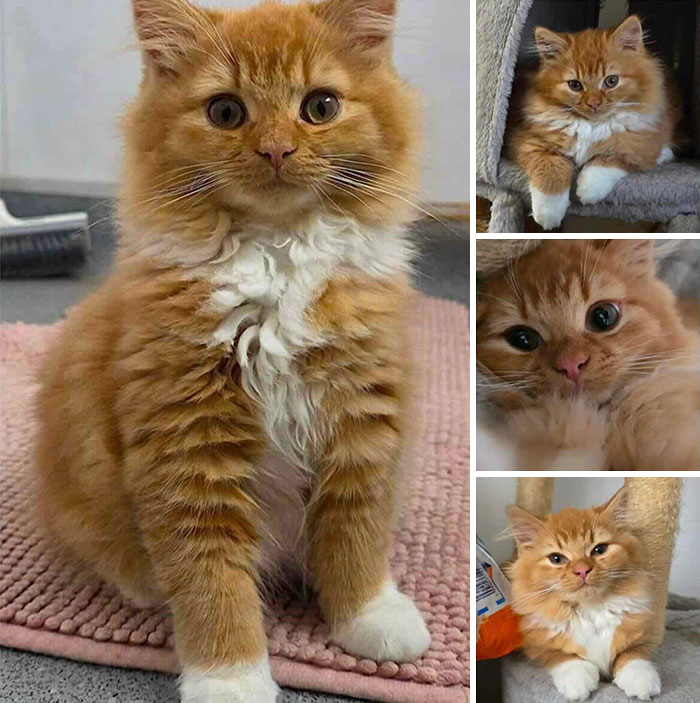 This Page Shared 32 Inspiring Stories Of Cats Who Found Love Despite Their Difficult Beginnings This Page Shared 32 Inspiring Stories Of Cats Who Found Love Despite Their Difficult Beginnings