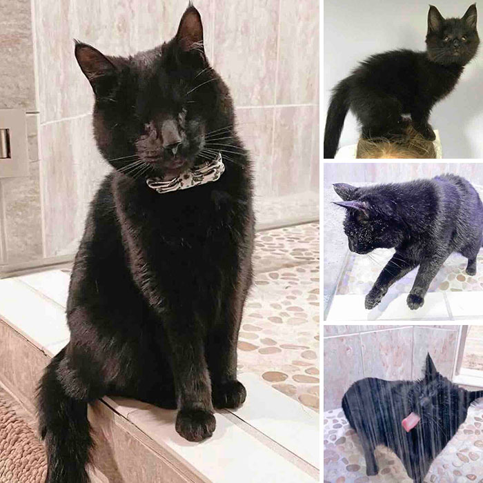 This Page Shared 32 Inspiring Stories Of Cats Who Found Love Despite Their Difficult Beginnings This Page Shared 32 Inspiring Stories Of Cats Who Found Love Despite Their Difficult Beginnings