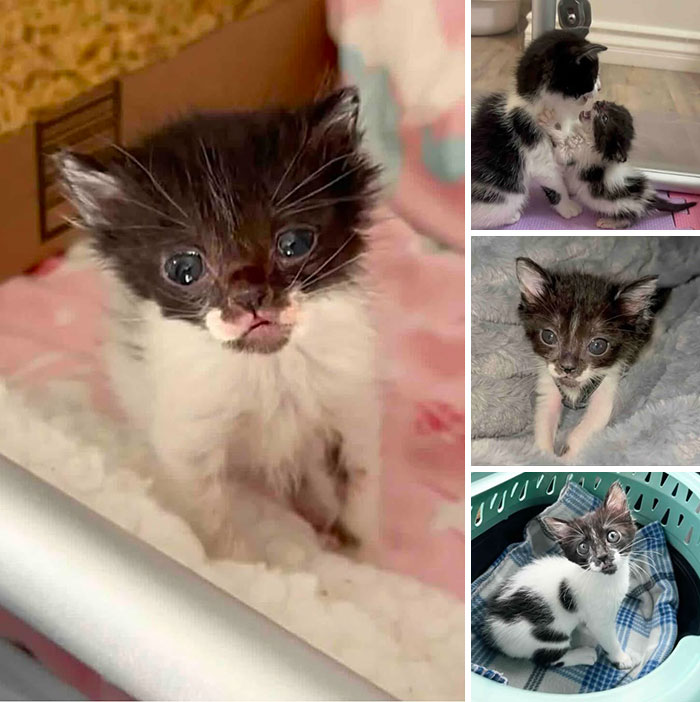 This Page Shared 32 Inspiring Stories Of Cats Who Found Love Despite Their Difficult Beginnings This Page Shared 32 Inspiring Stories Of Cats Who Found Love Despite Their Difficult Beginnings
