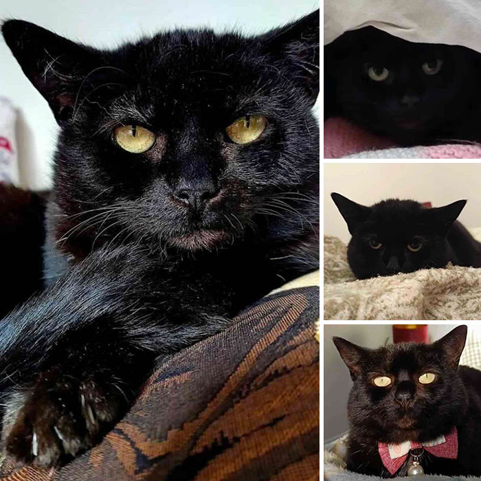 This Page Shared 32 Inspiring Stories Of Cats Who Found Love Despite Their Difficult Beginnings This Page Shared 32 Inspiring Stories Of Cats Who Found Love Despite Their Difficult Beginnings