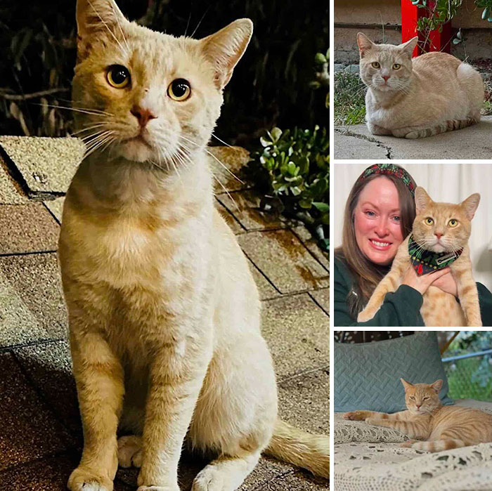 This Page Shared 32 Inspiring Stories Of Cats Who Found Love Despite Their Difficult Beginnings This Page Shared 32 Inspiring Stories Of Cats Who Found Love Despite Their Difficult Beginnings