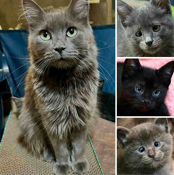 This Page Shared 32 Inspiring Stories Of Cats Who Found Love Despite Their Difficult Beginnings This Page Shared 32 Inspiring Stories Of Cats Who Found Love Despite Their Difficult Beginnings