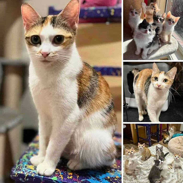 This Page Shared 32 Inspiring Stories Of Cats Who Found Love Despite Their Difficult Beginnings This Page Shared 32 Inspiring Stories Of Cats Who Found Love Despite Their Difficult Beginnings