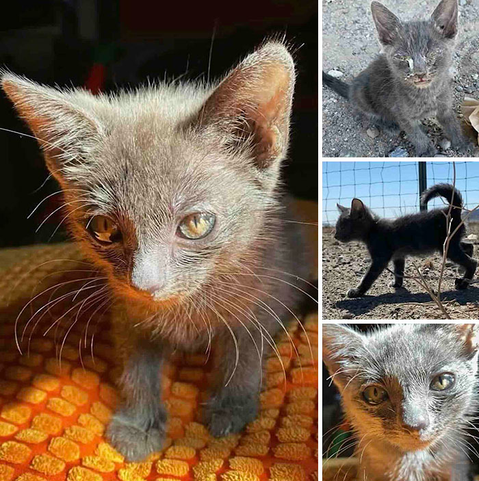 This Page Shared 32 Inspiring Stories Of Cats Who Found Love Despite Their Difficult Beginnings This Page Shared 32 Inspiring Stories Of Cats Who Found Love Despite Their Difficult Beginnings