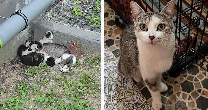 This Page Shared 32 Inspiring Stories Of Cats Who Found Love Despite Their Difficult Beginnings This Page Shared 32 Inspiring Stories Of Cats Who Found Love Despite Their Difficult Beginnings