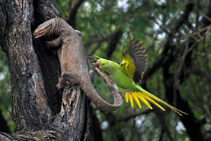 76 Breathtaking Wildlife Photos From The NPOTY People’s Choice Award Over The Years 76 Breathtaking Wildlife Photos From The NPOTY People’s Choice Award Over The Years