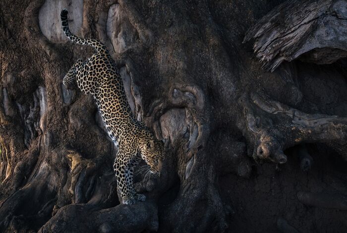 76 Breathtaking Wildlife Photos From The NPOTY People’s Choice Award Over The Years 76 Breathtaking Wildlife Photos From The NPOTY People’s Choice Award Over The Years