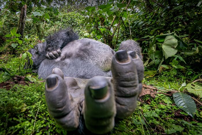 76 Breathtaking Wildlife Photos From The NPOTY People’s Choice Award Over The Years 76 Breathtaking Wildlife Photos From The NPOTY People’s Choice Award Over The Years
