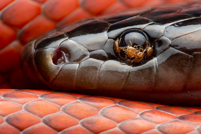 76 Breathtaking Wildlife Photos From The NPOTY People’s Choice Award Over The Years 76 Breathtaking Wildlife Photos From The NPOTY People’s Choice Award Over The Years