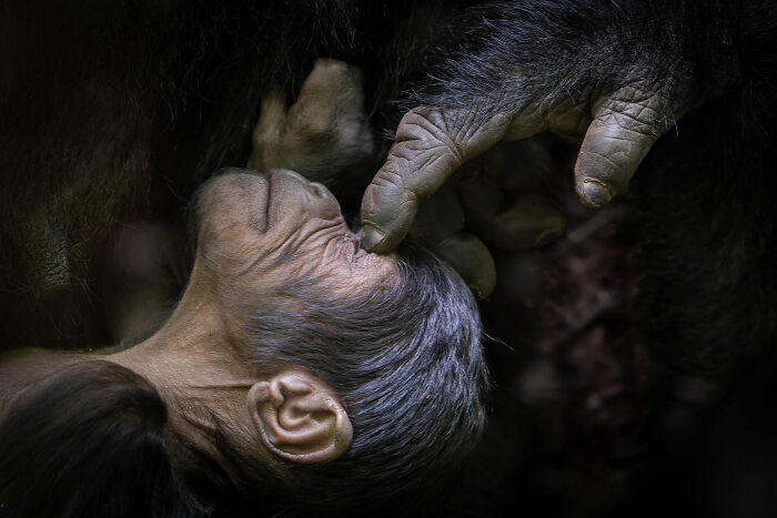76 Breathtaking Wildlife Photos From The NPOTY People’s Choice Award Over The Years 76 Breathtaking Wildlife Photos From The NPOTY People’s Choice Award Over The Years