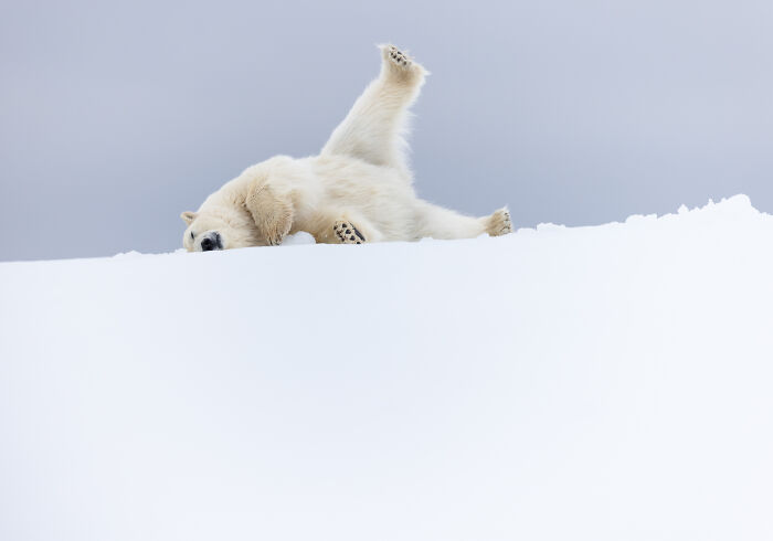 76 Breathtaking Wildlife Photos From The NPOTY People’s Choice Award Over The Years 76 Breathtaking Wildlife Photos From The NPOTY People’s Choice Award Over The Years