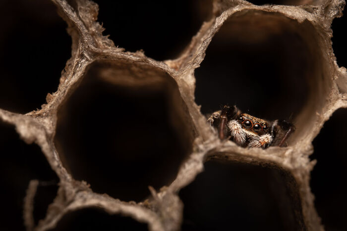 76 Breathtaking Wildlife Photos From The NPOTY People’s Choice Award Over The Years 76 Breathtaking Wildlife Photos From The NPOTY People’s Choice Award Over The Years