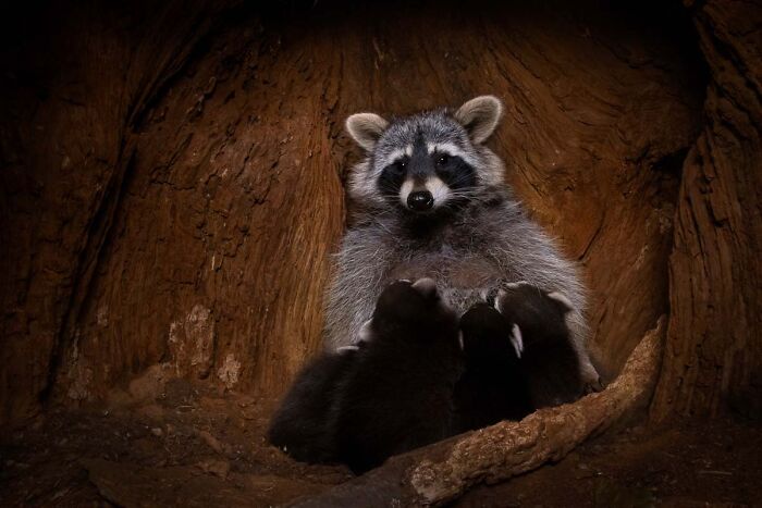 76 Breathtaking Wildlife Photos From The NPOTY People’s Choice Award Over The Years 76 Breathtaking Wildlife Photos From The NPOTY People’s Choice Award Over The Years